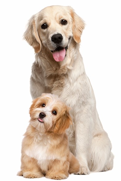 PT. Octagon Karya Pratama