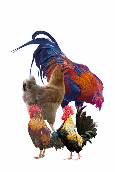 PT. Octagon Karya Pratama