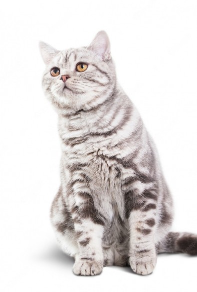 PT. Octagon Karya Pratama